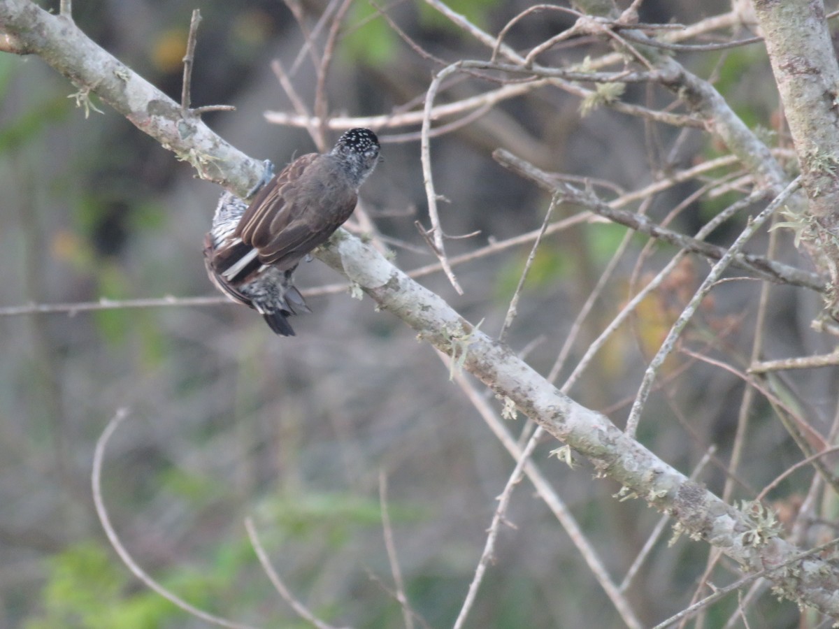 White-barred Piculet - ML24609471