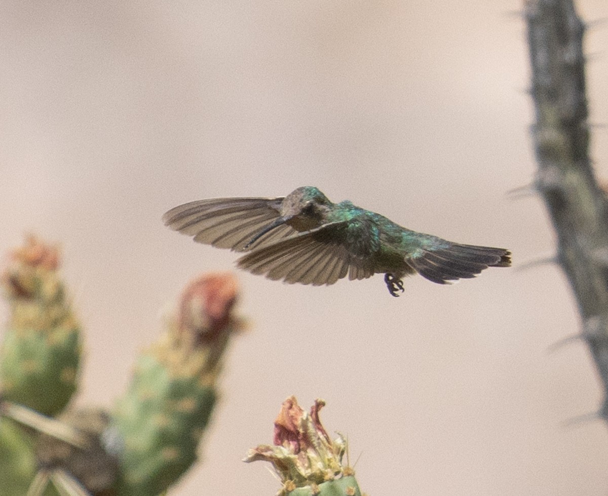 Broad-billed Hummingbird - ML246097531