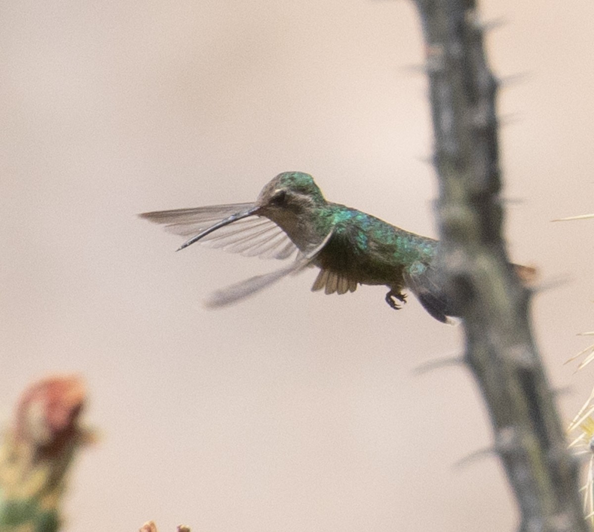 Broad-billed Hummingbird - Joe Aliperti