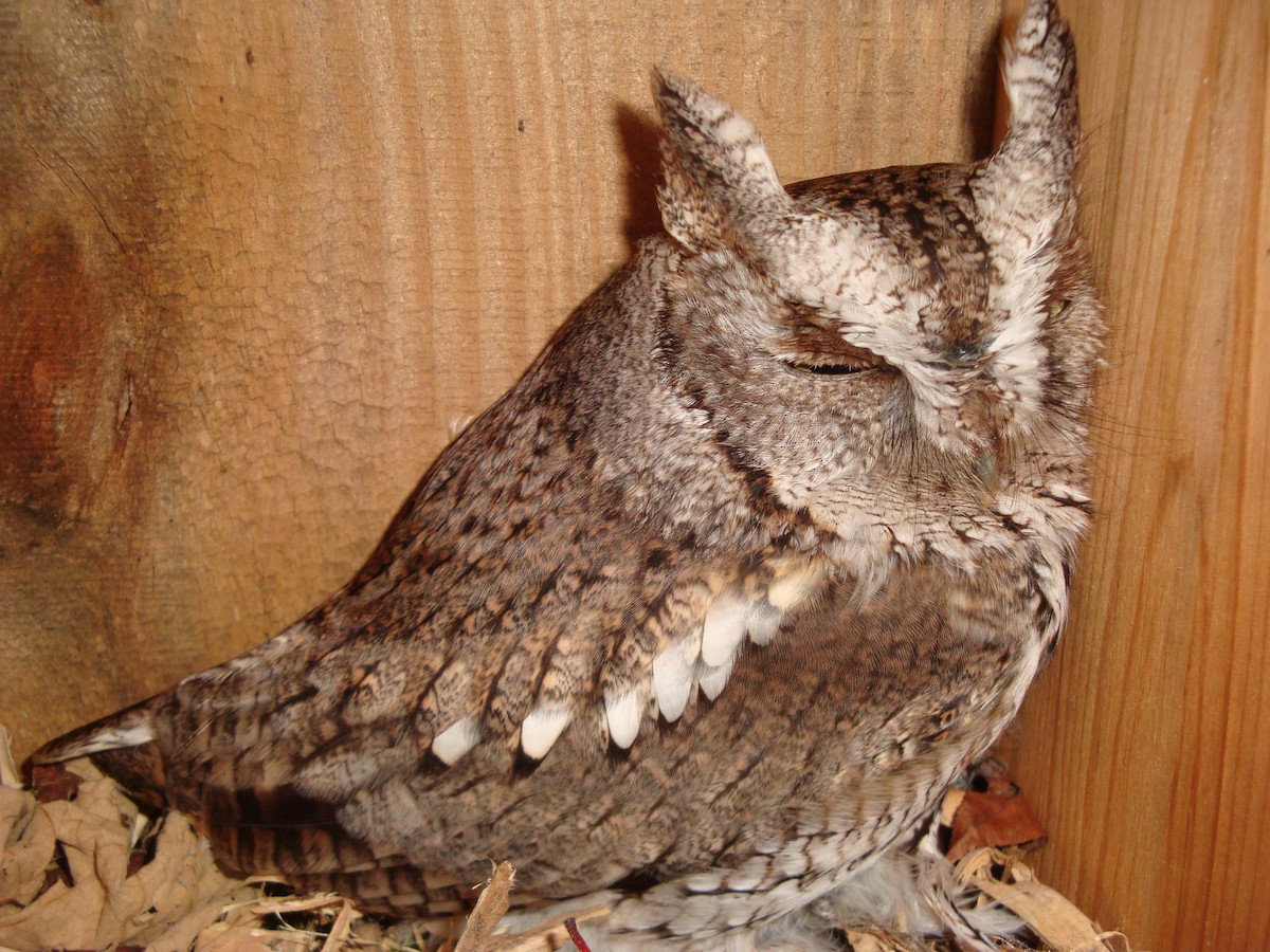 Eastern Screech-Owl - Derek Green