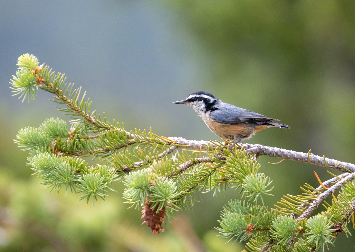 Red-breasted Nuthatch - ML246098981