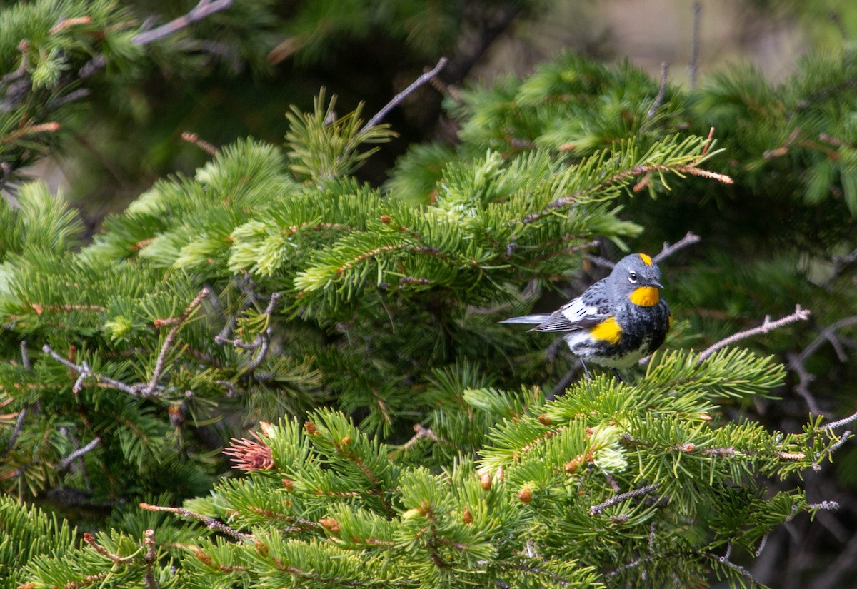 Yellow-rumped Warbler (Audubon's) - ML246099101