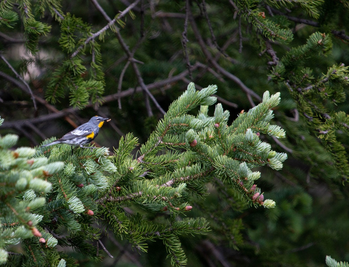Yellow-rumped Warbler (Audubon's) - ML246099111