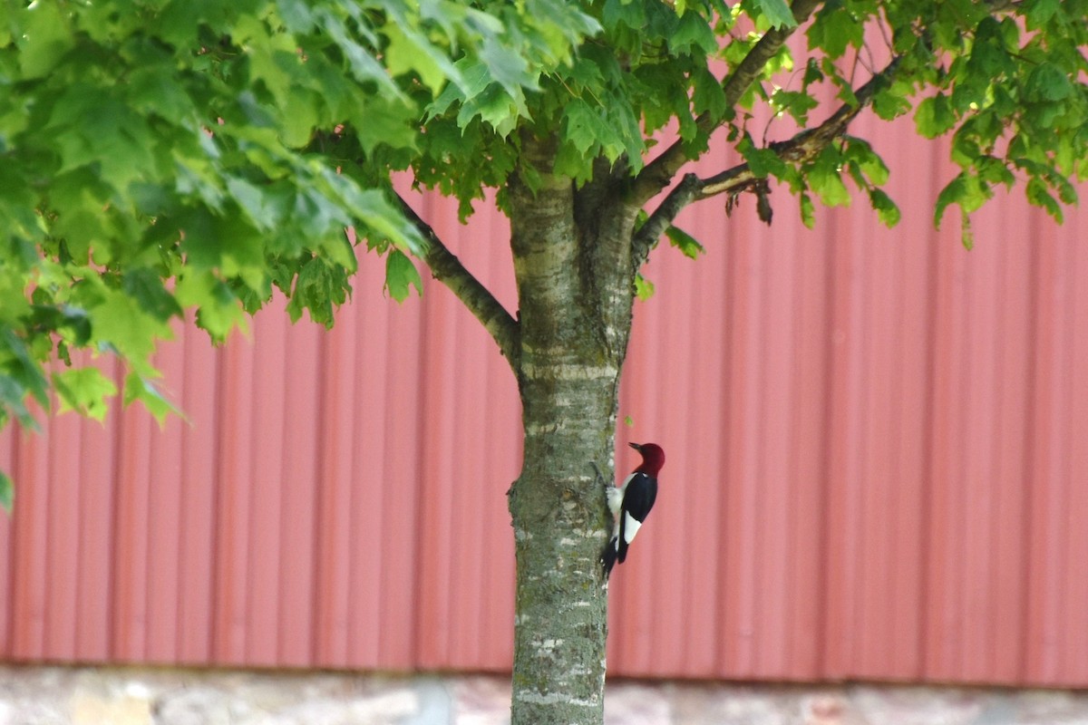 Red-headed Woodpecker - ML246102881