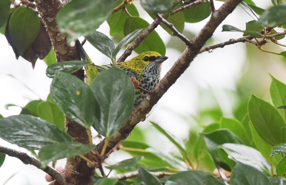 Speckled Tanager - ML24610481