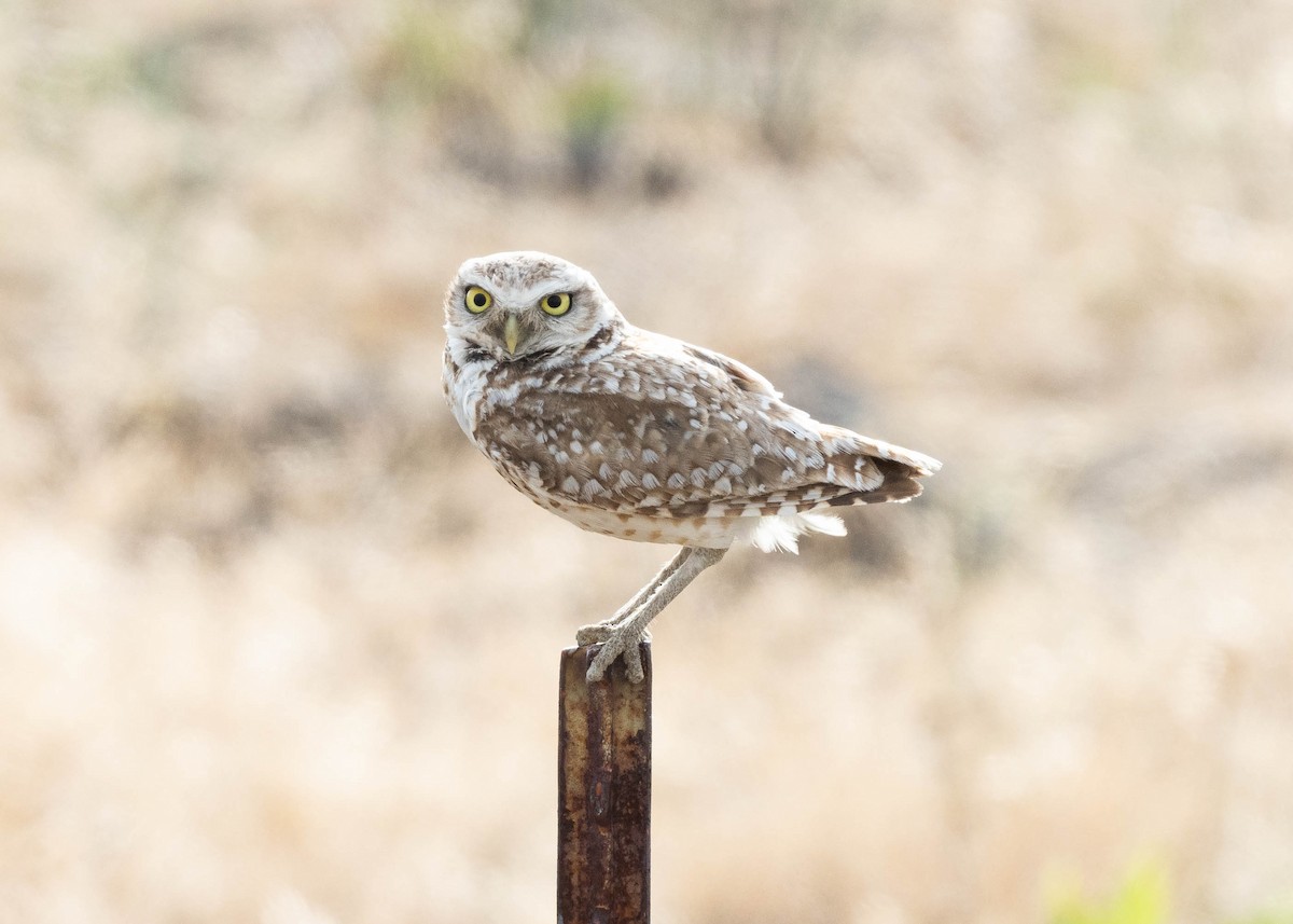 Burrowing Owl - ML246105171