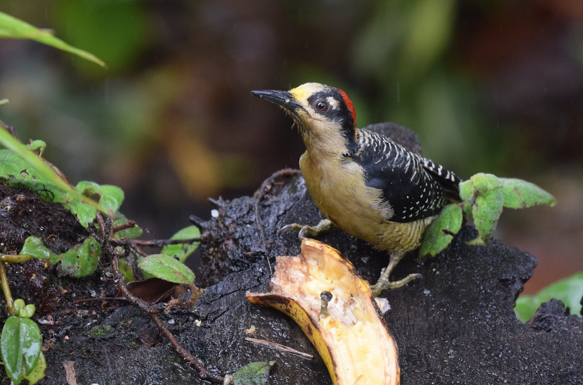 Black-cheeked Woodpecker - ML24610551