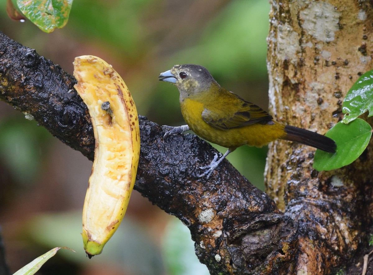 Scarlet-rumped Tanager (Passerini's) - ML24610561