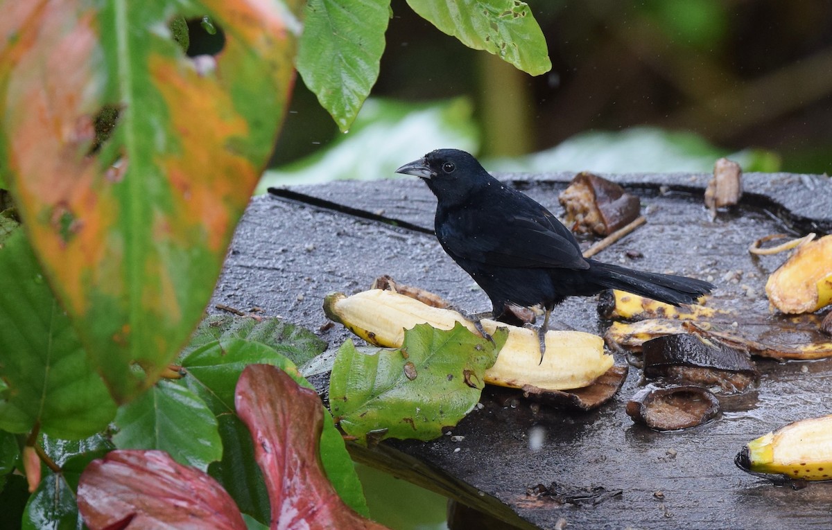 White-lined Tanager - ML24610581