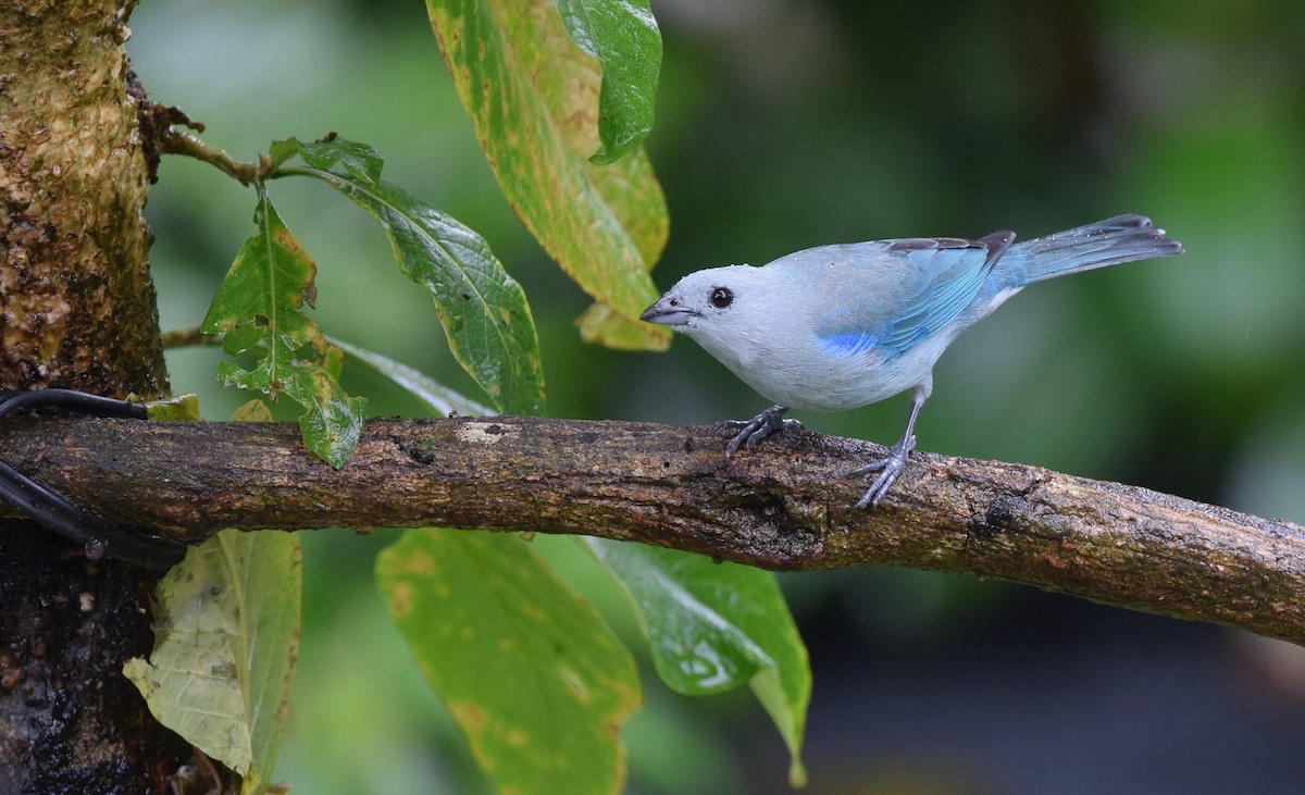 Blue-gray Tanager - ML24610611