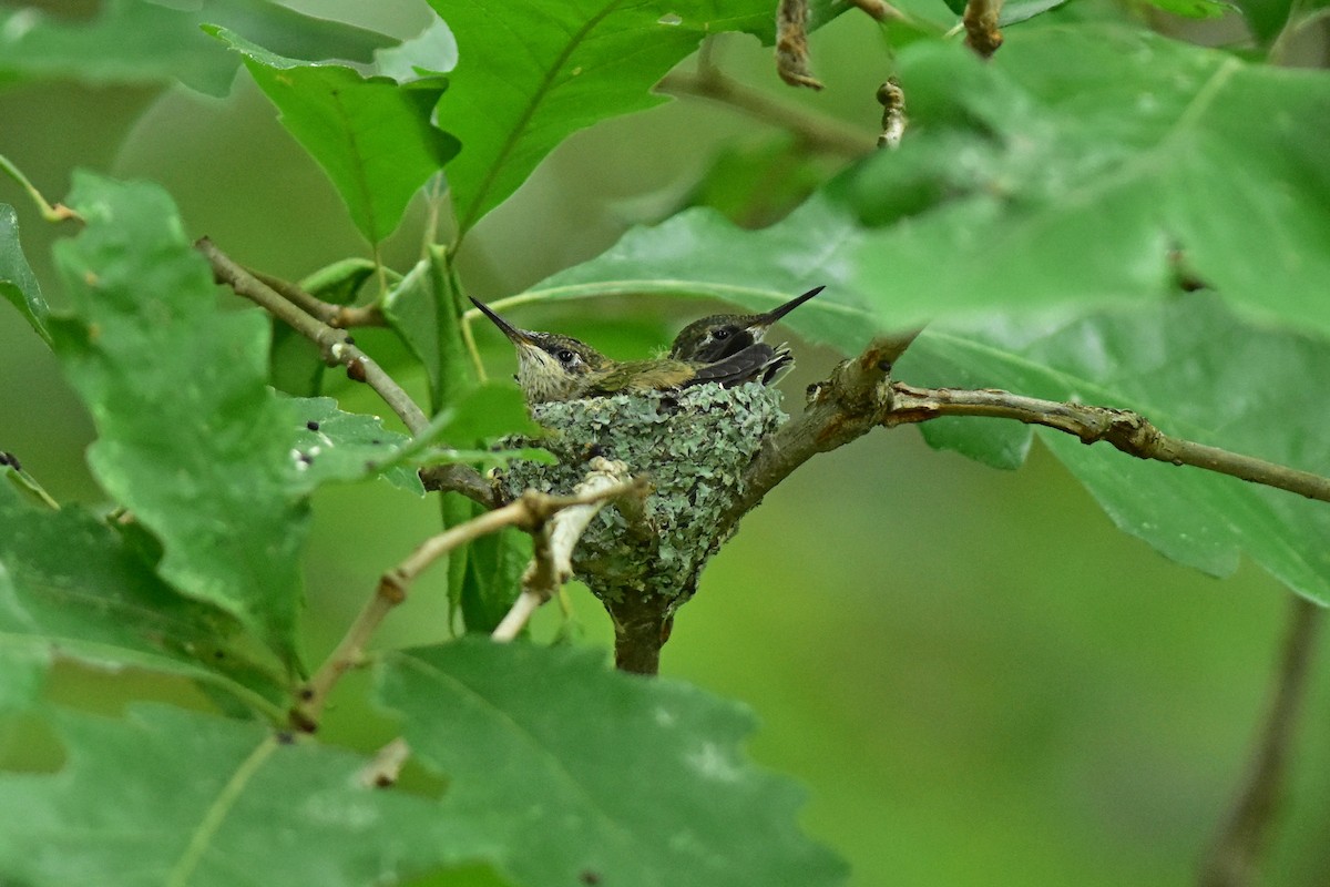 Ruby-throated Hummingbird - ML246106291