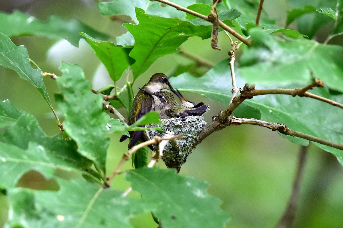 Ruby-throated Hummingbird - ML246106341