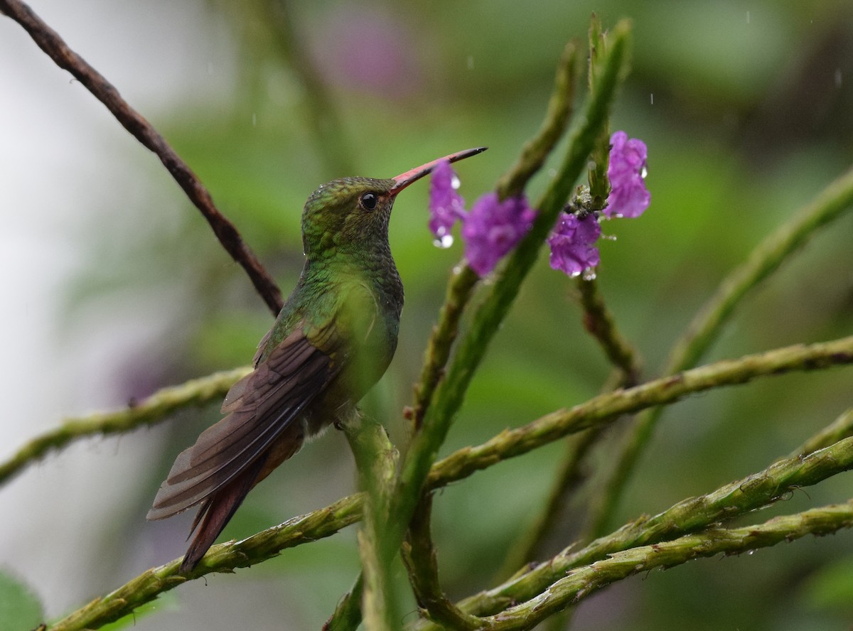 Rufous-tailed Hummingbird - ML24610711