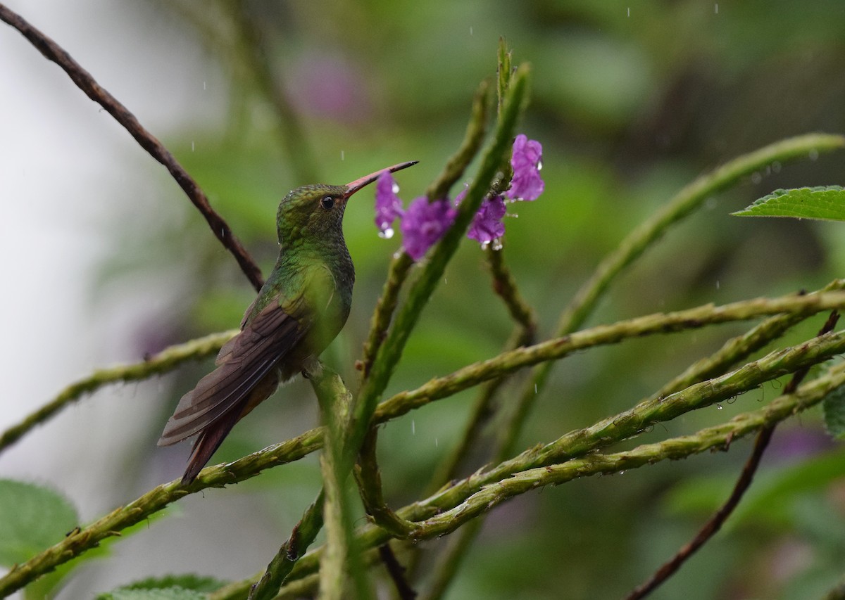 Rufous-tailed Hummingbird - ML24610721