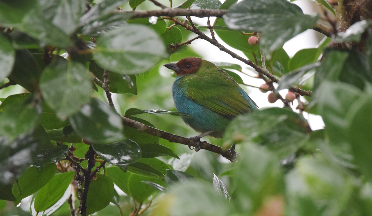Bay-headed Tanager - Andy Reago &  Chrissy McClarren