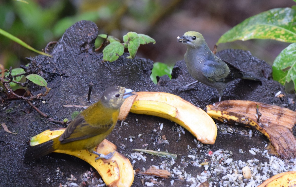 Palm Tanager - ML24610741