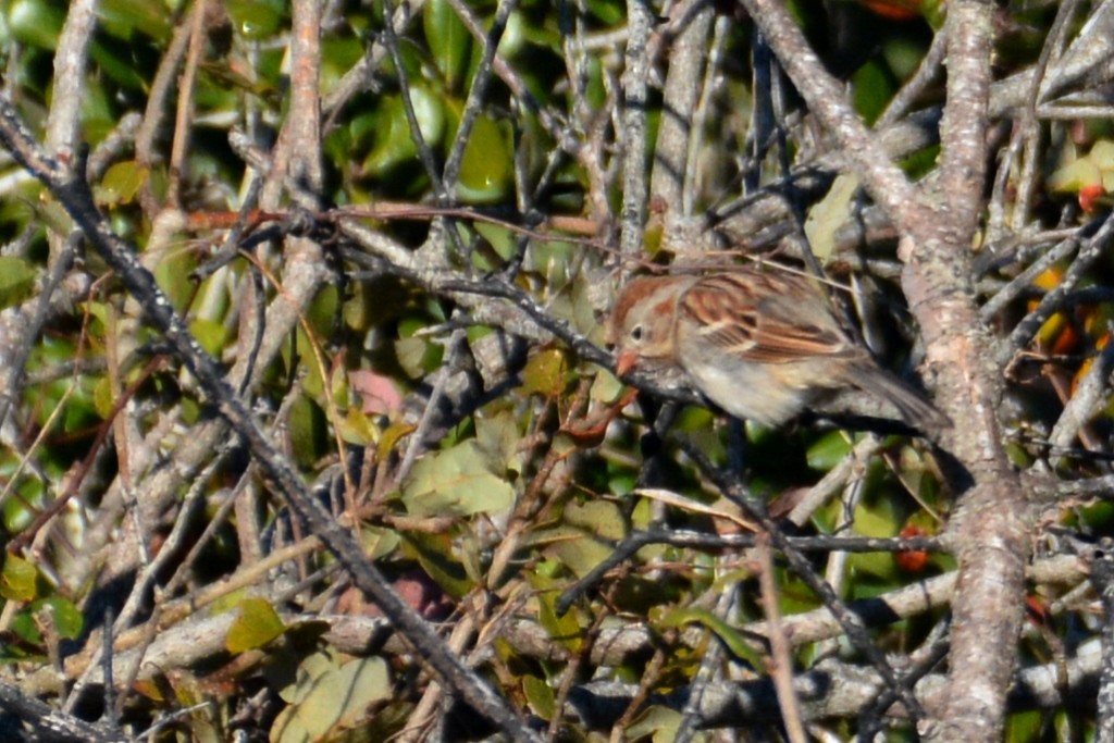 Field Sparrow - John Whitehead