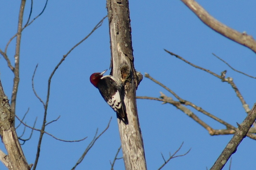 Red-headed Woodpecker - Steven van der Veen