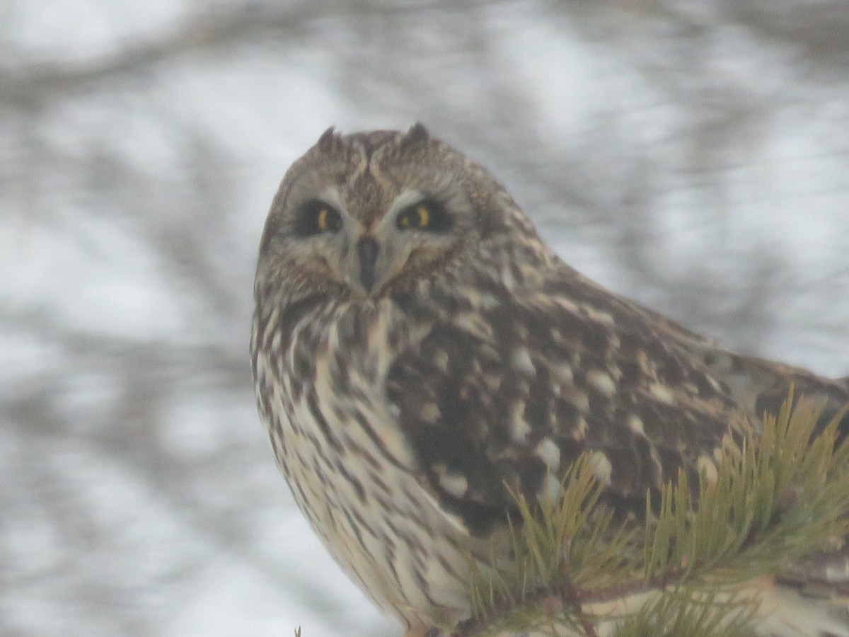 Short-eared Owl - ML24611631