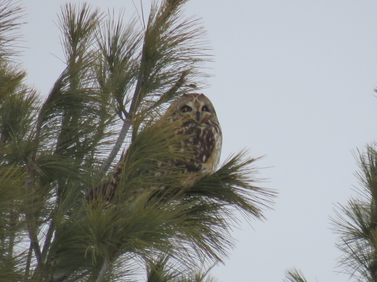 Short-eared Owl - ML24611641