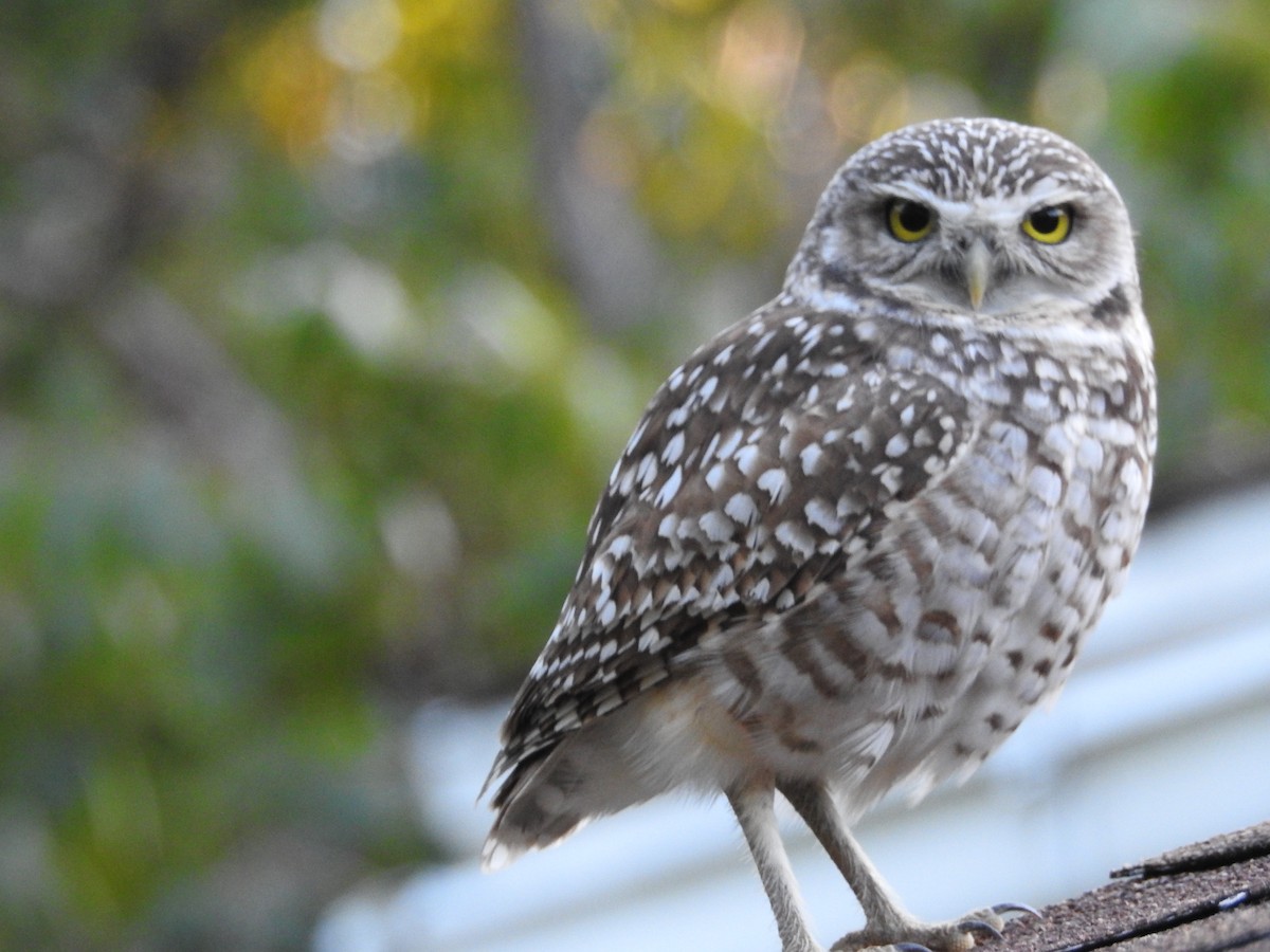 Burrowing Owl - Milton Harris