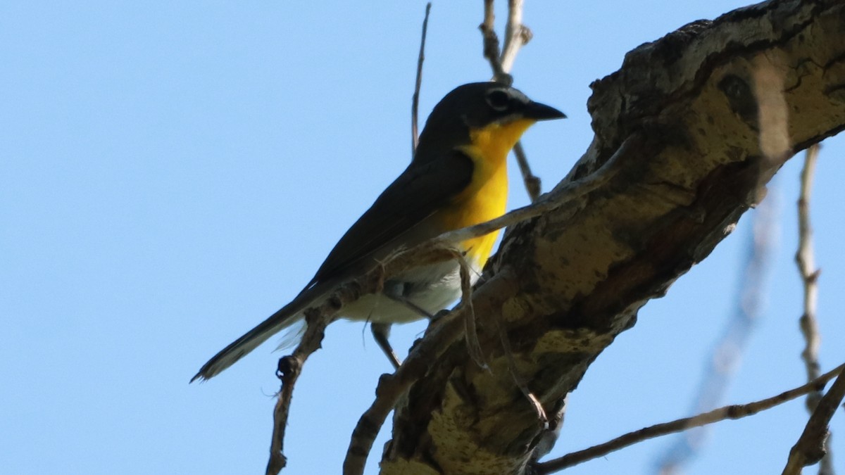 Yellow-breasted Chat - ML246121471
