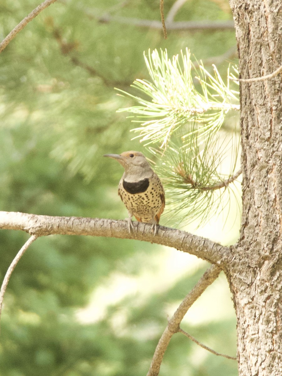 Northern Flicker (Red-shafted) - ML246128991