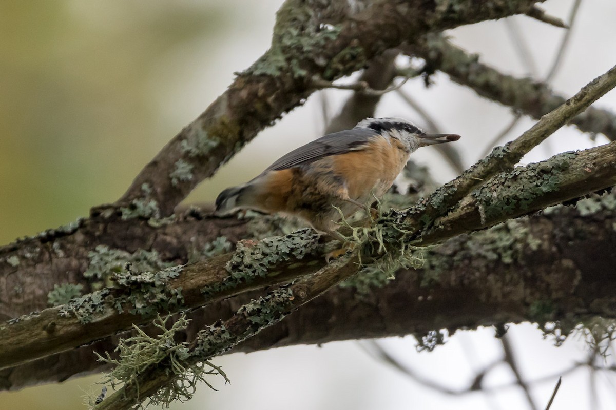 Red-breasted Nuthatch - ML246129411