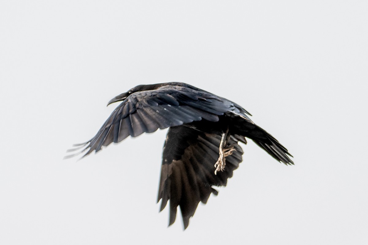 Common Raven - ML246132471