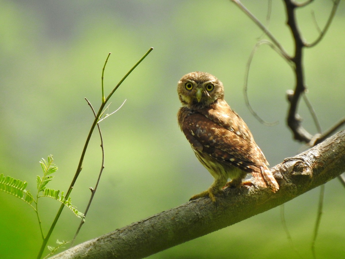 Ferruginous Pygmy-Owl - ML246134951