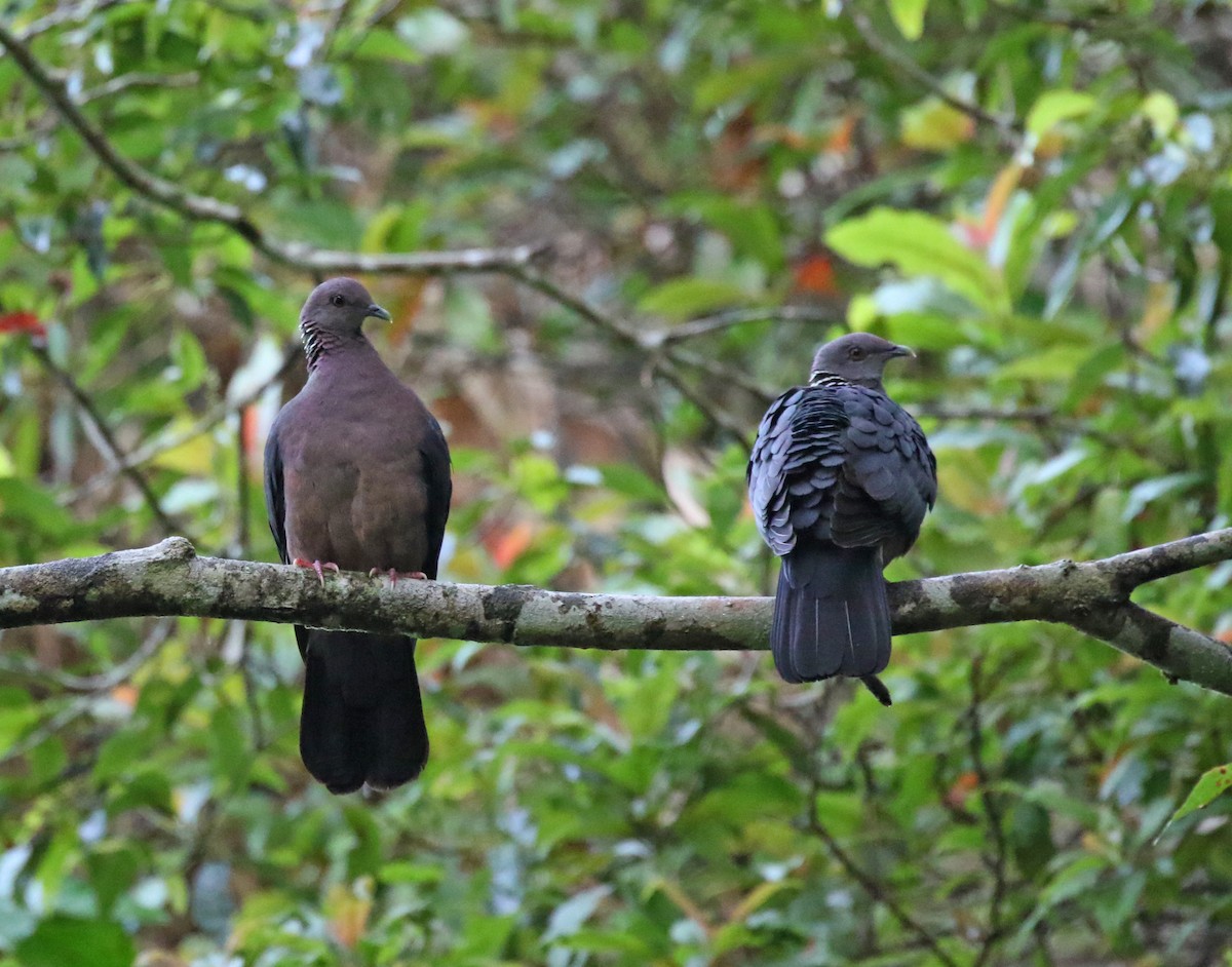 Sri Lanka Wood-Pigeon - Iroshan Rupasinghe
