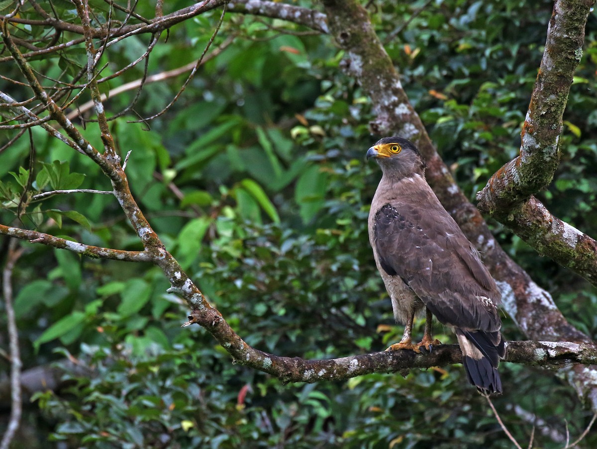 Crested Serpent-Eagle - ML246135491