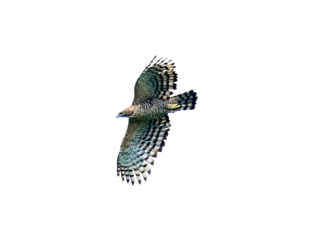 Legge's Hawk-Eagle - Iroshan Rupasinghe