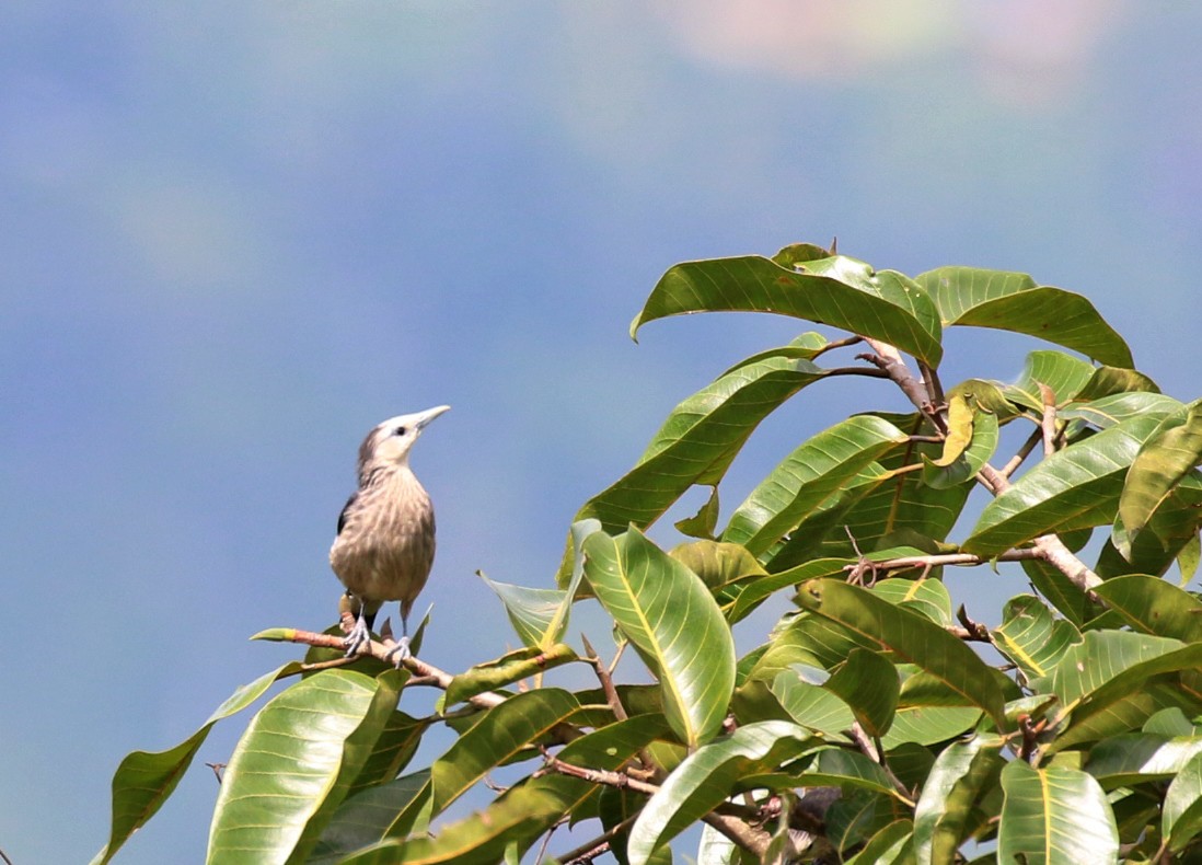 White-faced Starling - ML246135671