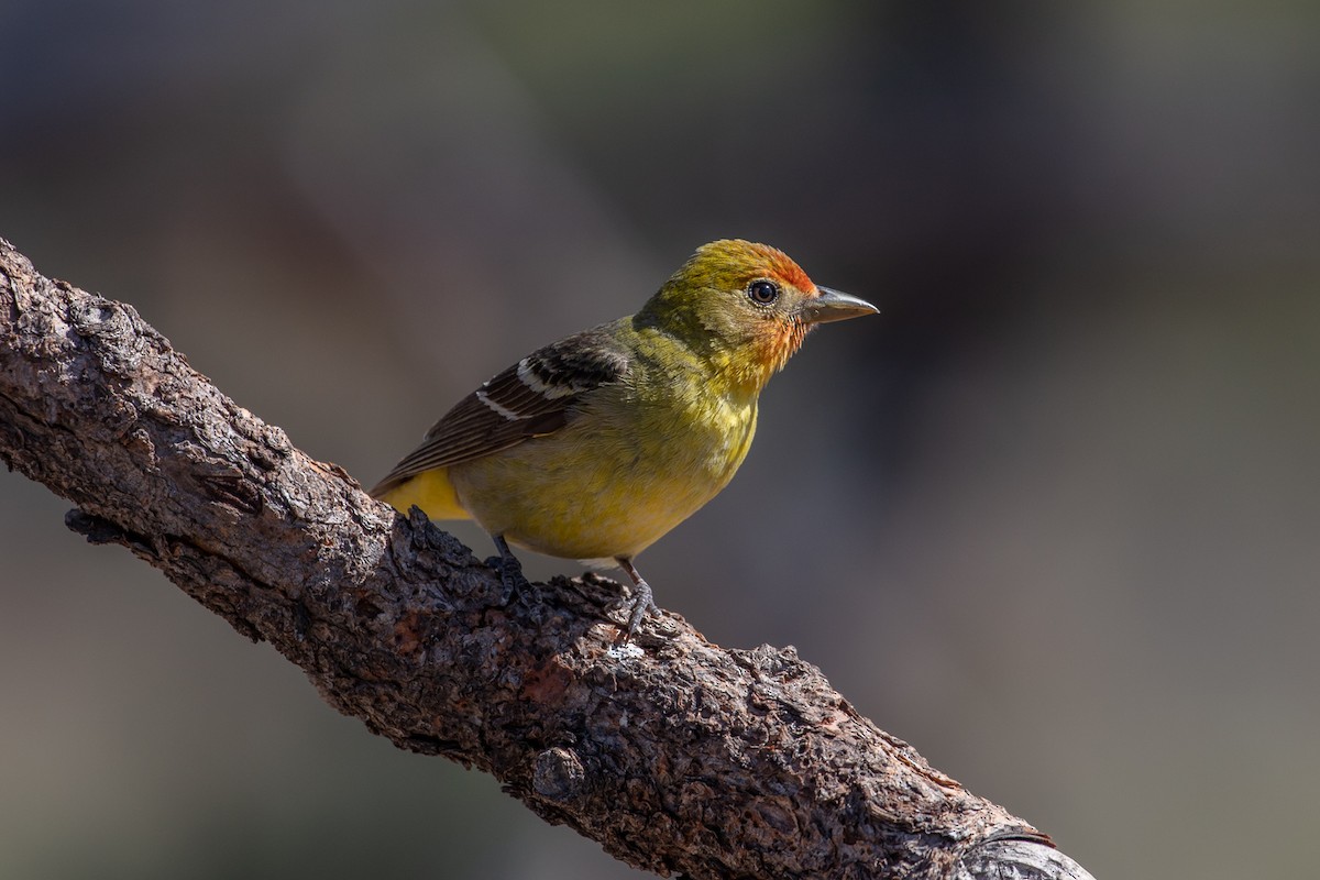 Western Tanager - ML246136071