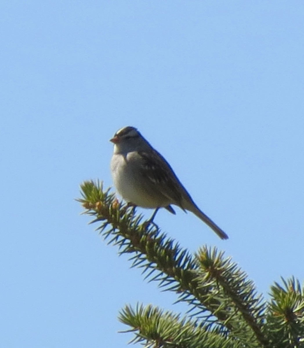 White-crowned Sparrow - Fran Kerbs