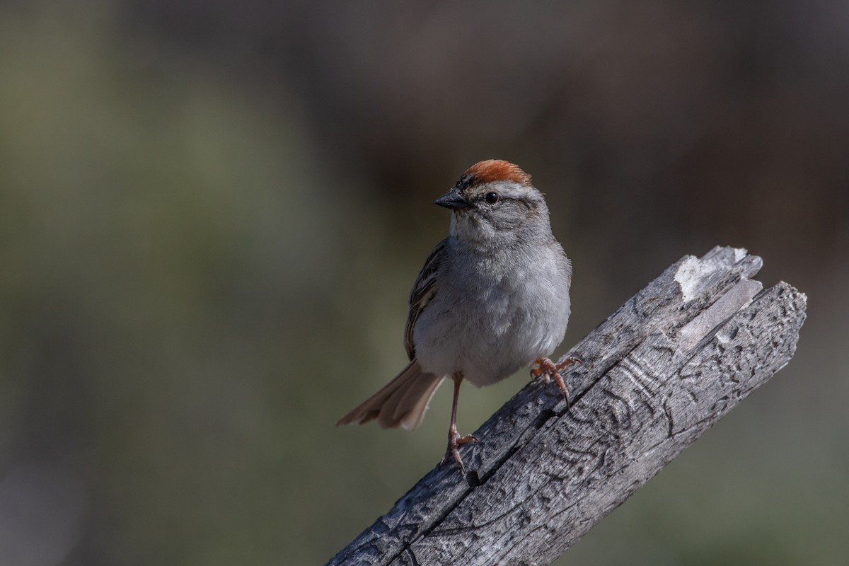 Chipping Sparrow - ML246137231