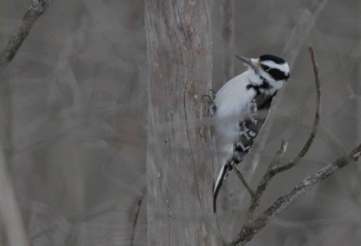 Hairy Woodpecker (Eastern) - ML24613831
