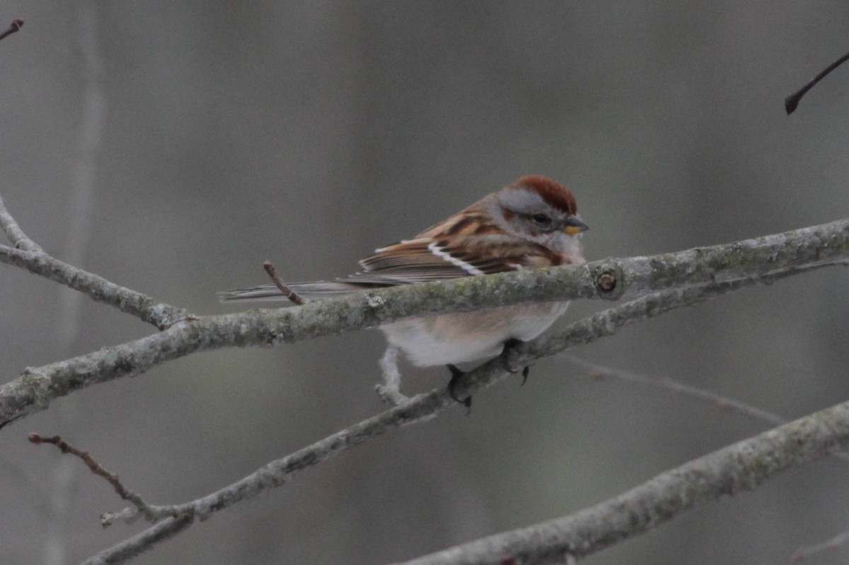 American Tree Sparrow - ML24613851