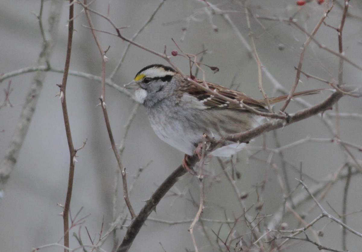 White-throated Sparrow - ML24613861