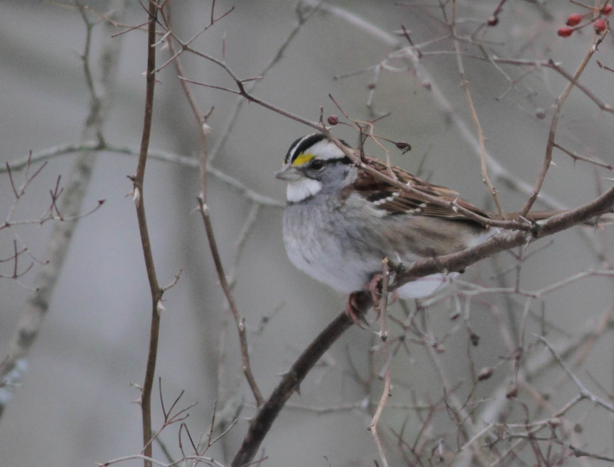 White-throated Sparrow - Brad Walker
