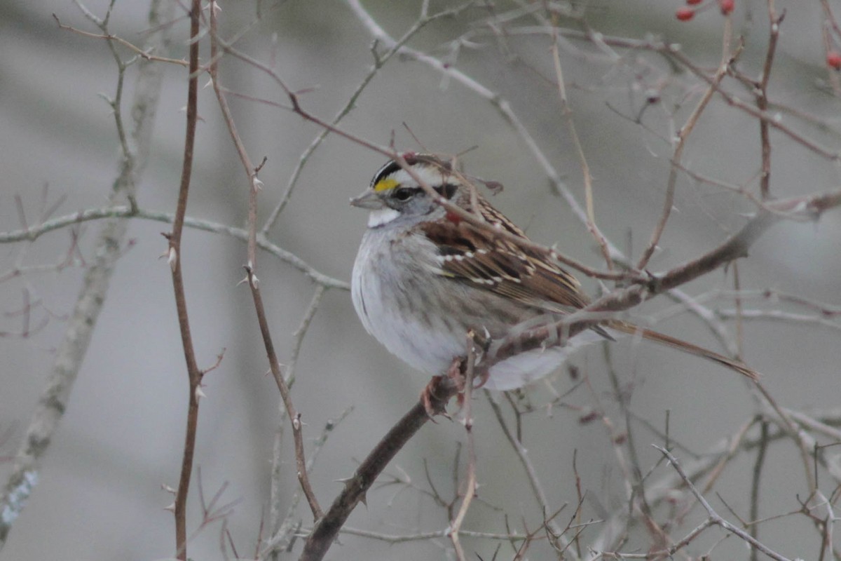 White-throated Sparrow - ML24613881