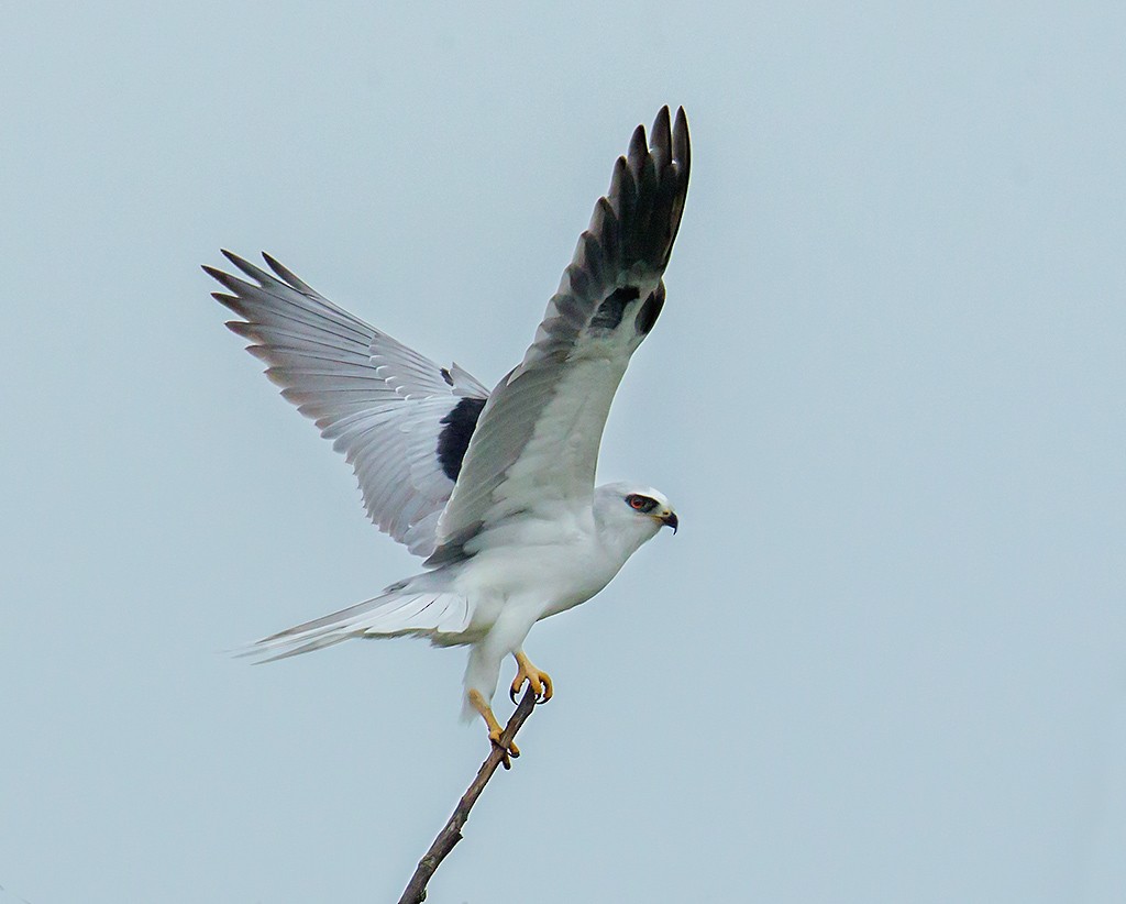 White-tailed Kite - Gary Woods