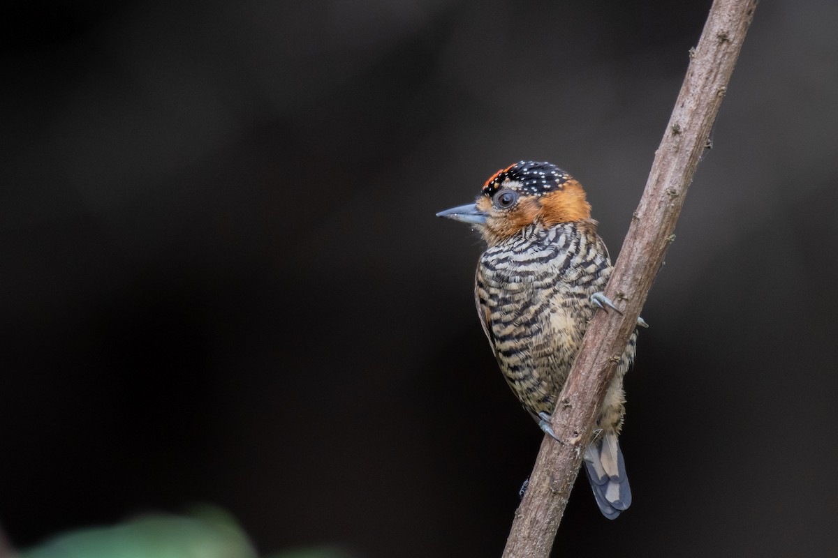 Ochre-collared Piculet - ML246143331