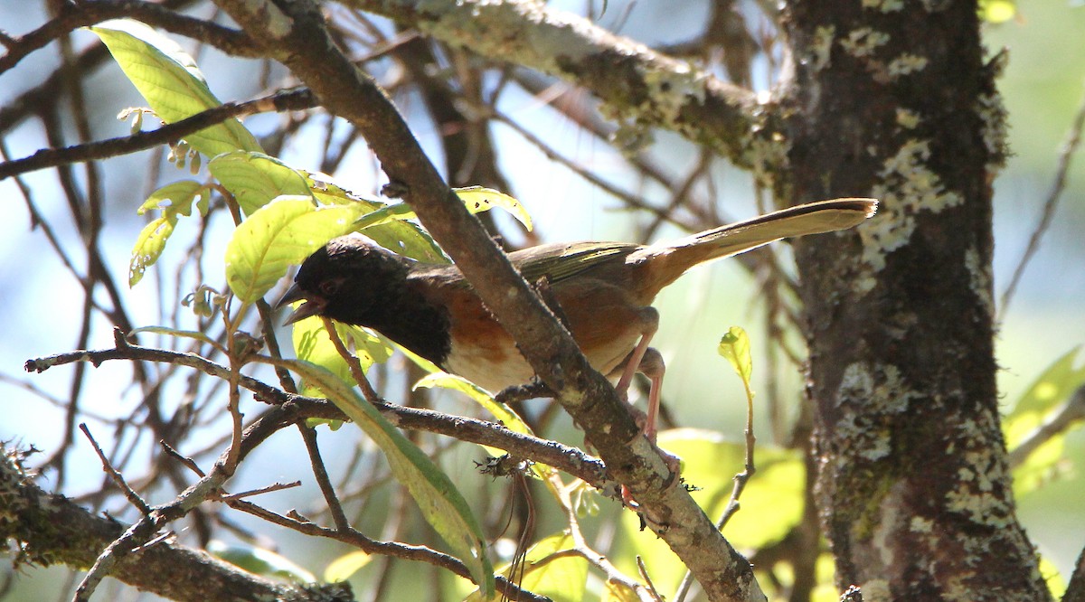 Spotted Towhee (Olive-backed) - ML246143561