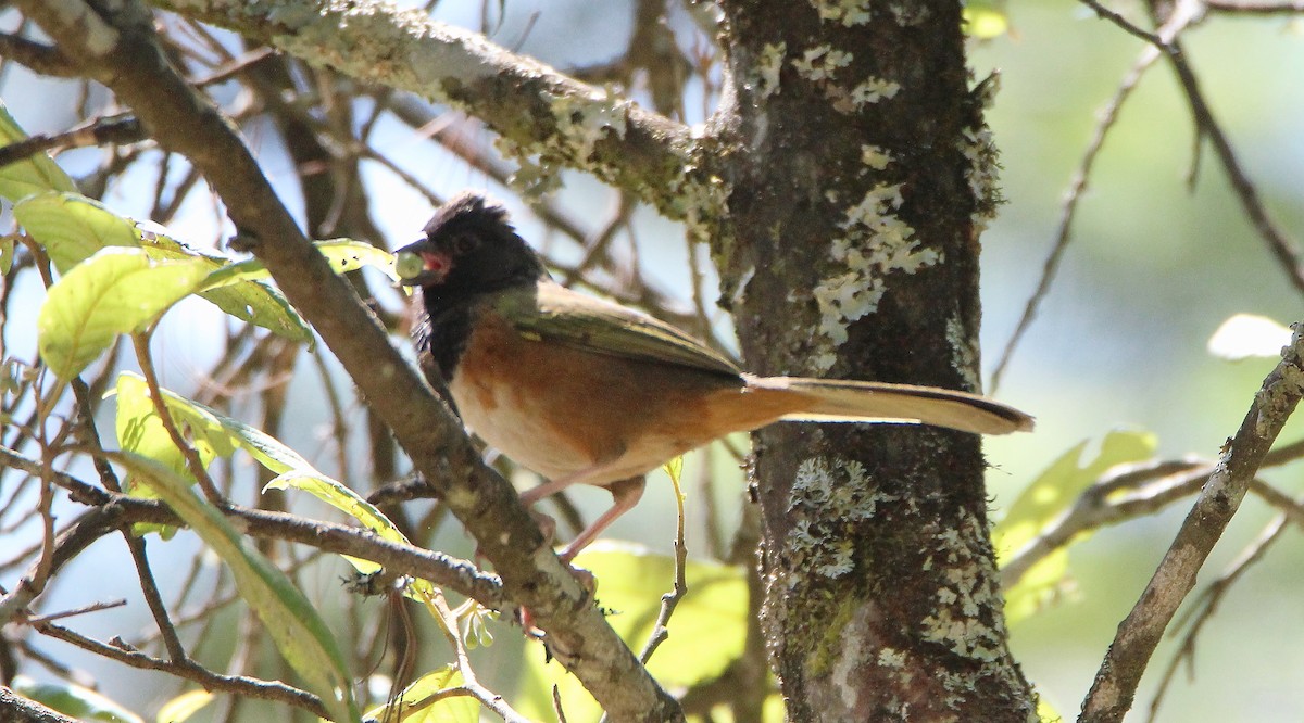 Spotted Towhee (Olive-backed) - ML246143601