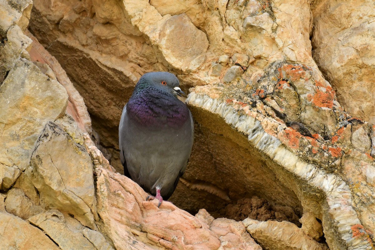 Rock Pigeon (Feral Pigeon) - ML246144171
