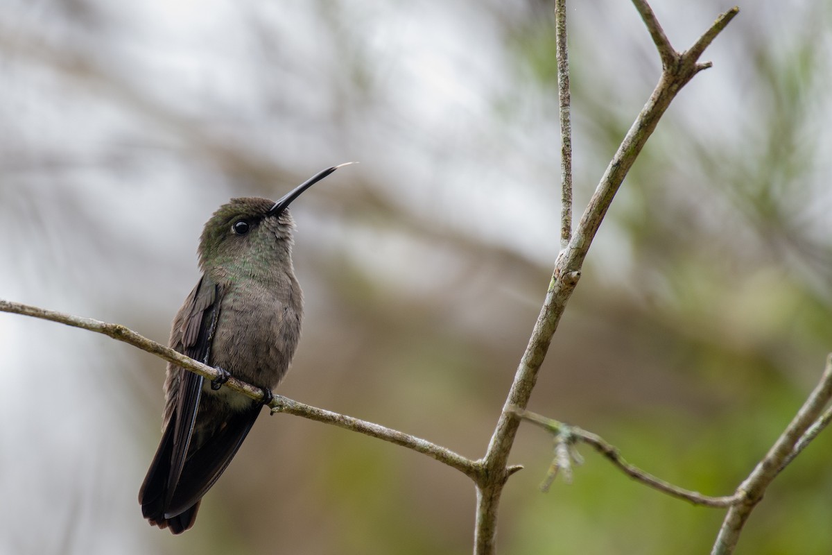 Sombre Hummingbird - ML246145551