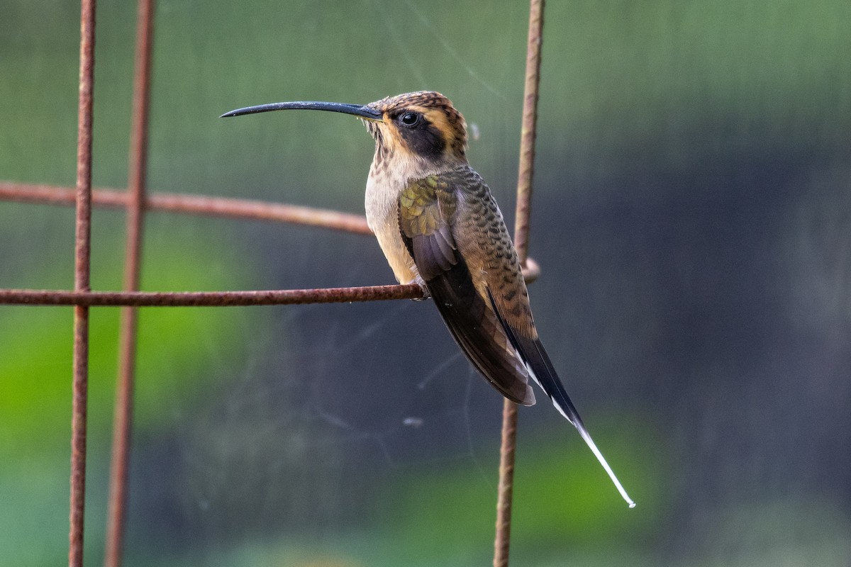 Scale-throated Hermit - ML246146051