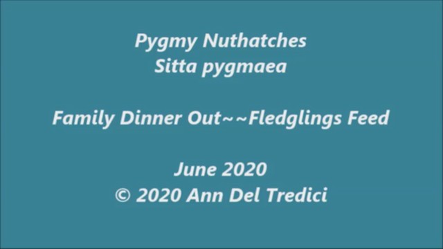 Pygmy Nuthatch - ML246149551